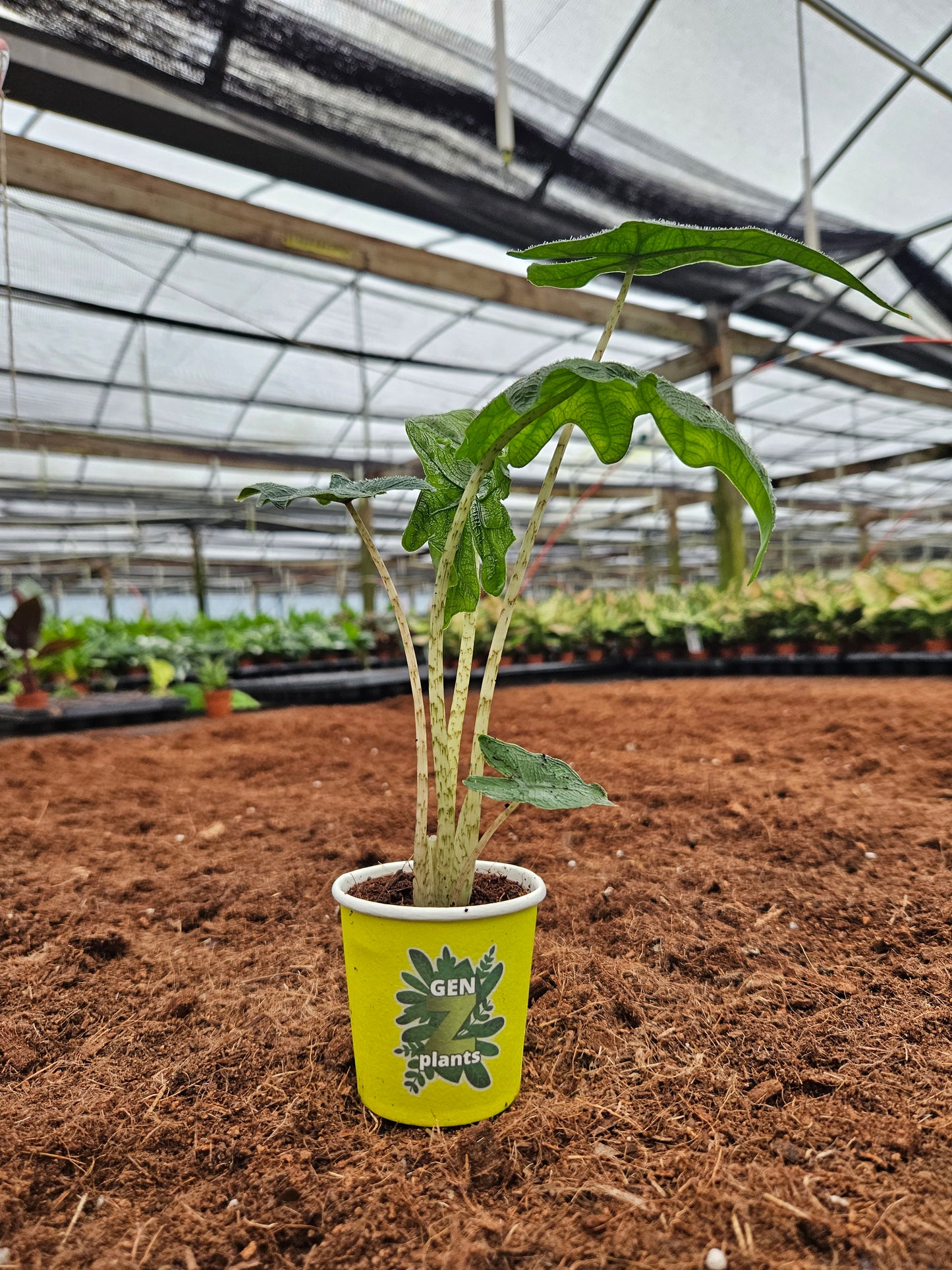 Standard Package - BECOOL 2" Plants