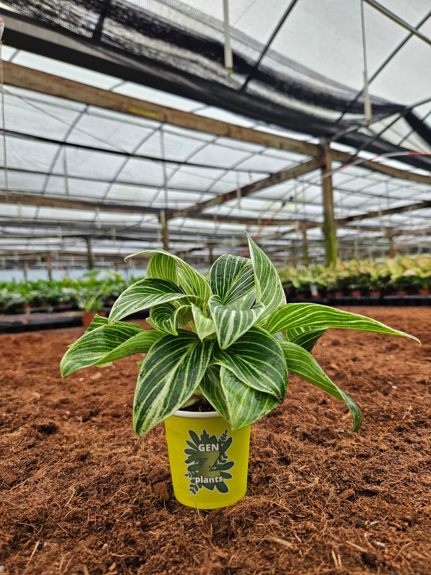 Standard Package - BECOOL 2" Plants