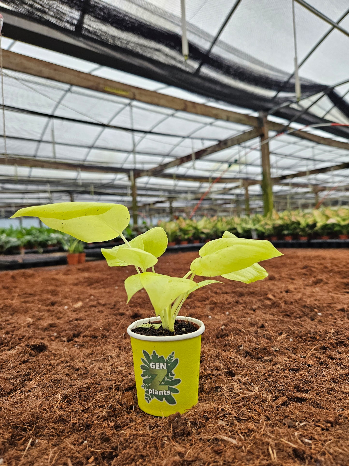 Standard Package - BECOOL 2" Plants