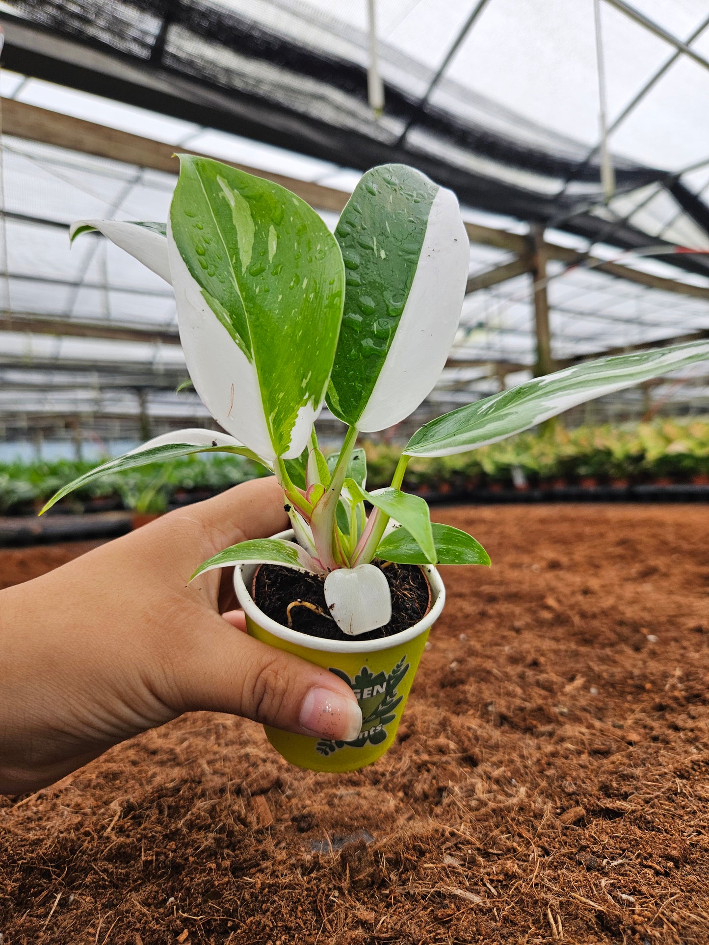 Standard Package - BECOOL 2" Plants