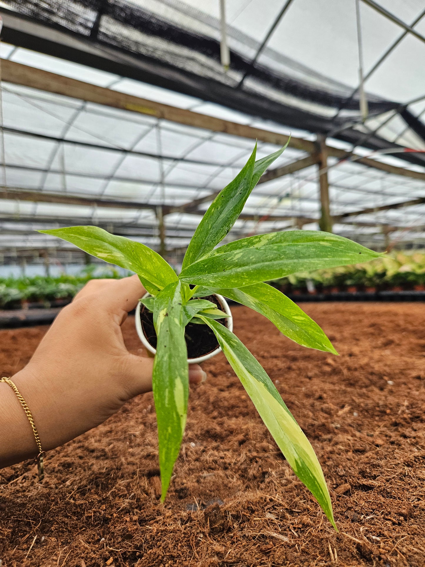 Standard Package - BECOOL 2" Plants