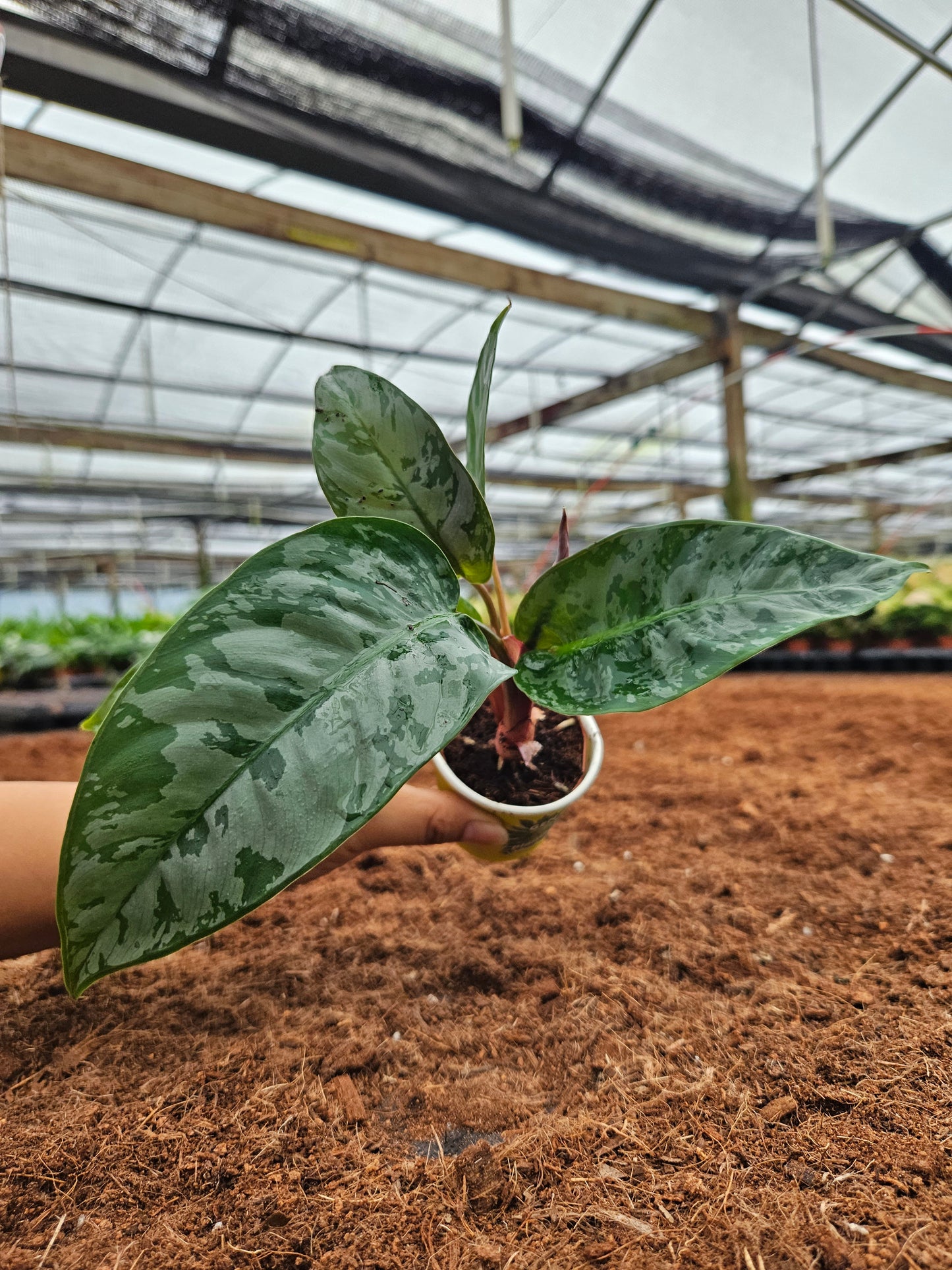 Standard Package - BECOOL 2" Plants