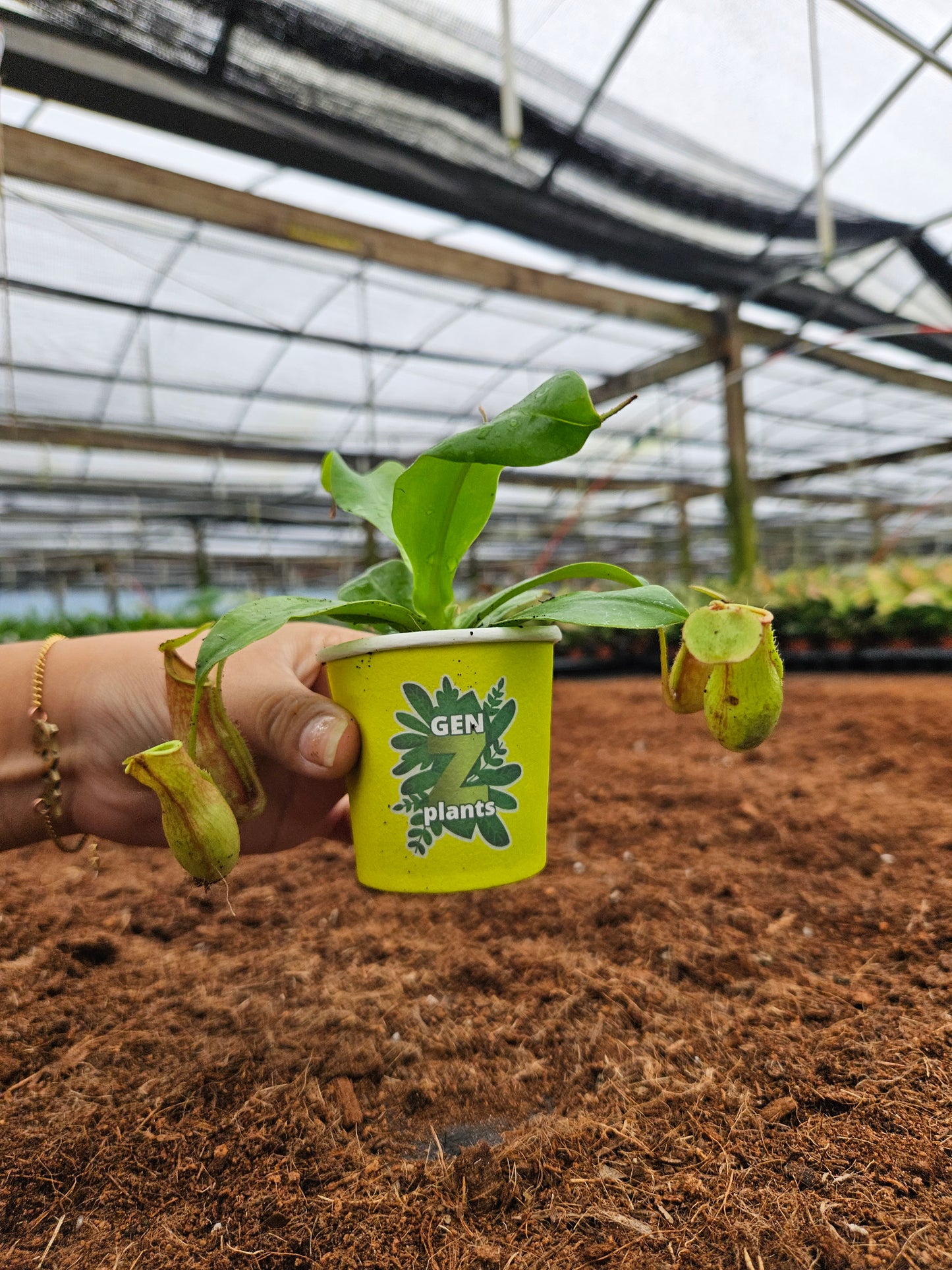 Standard Package - BECOOL 2" Plants