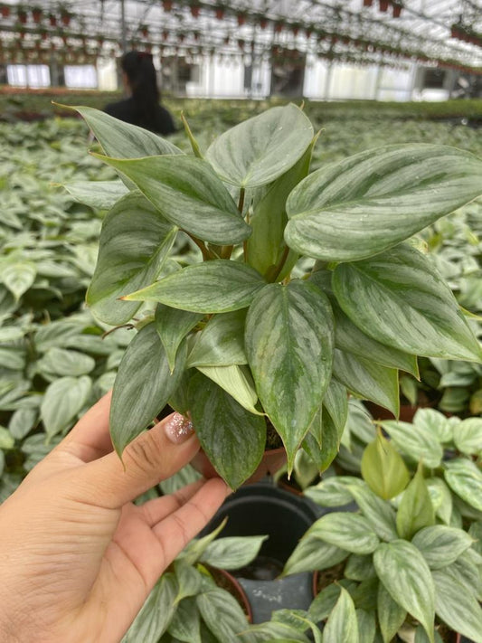 4" Philodendron Sodiroi