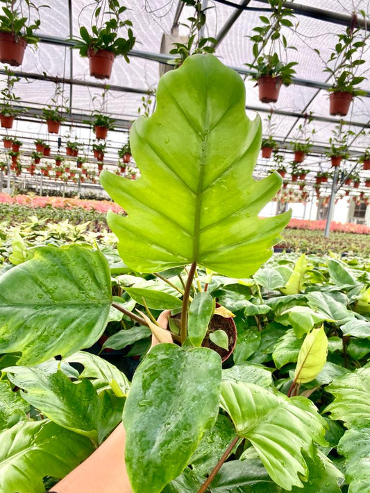 4" Philodendron Mayoi