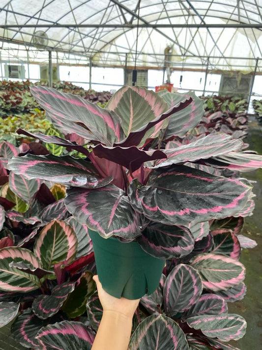 8" Calathea Rosceapicta Jessey Princess