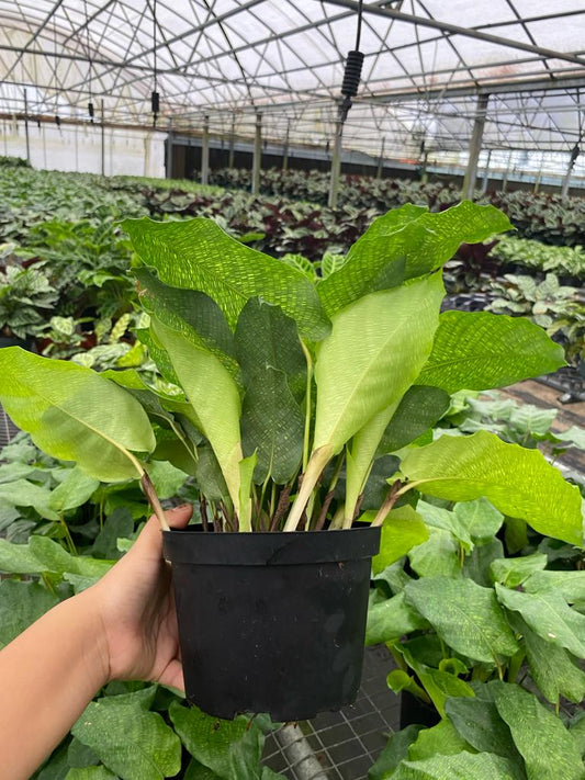 6" Calathea Network "Musica"