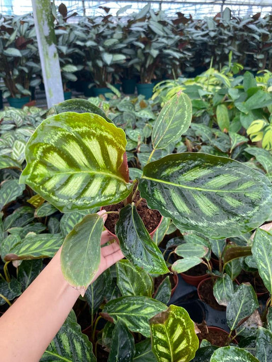 4” Calathea Flamestar