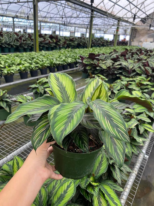 6" Calathea Beauty Star