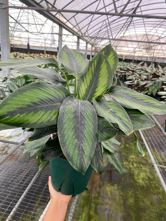 8" Calathea Beauty Star