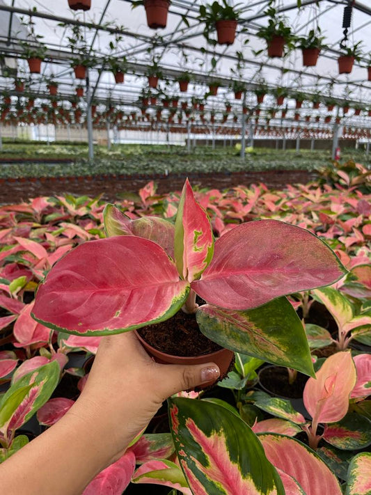 4" Aglaonema Red King
