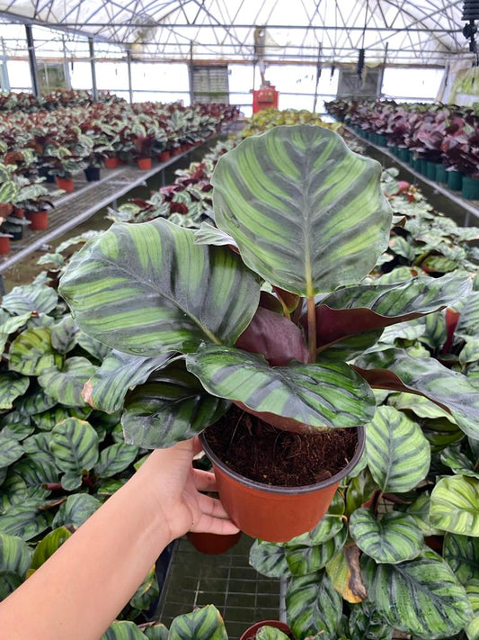 6” Calathea Fasciata