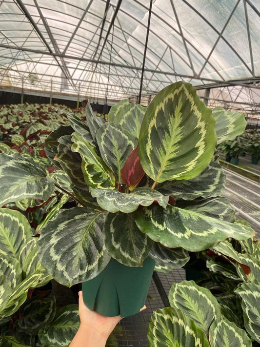 8” Calathea Medallion