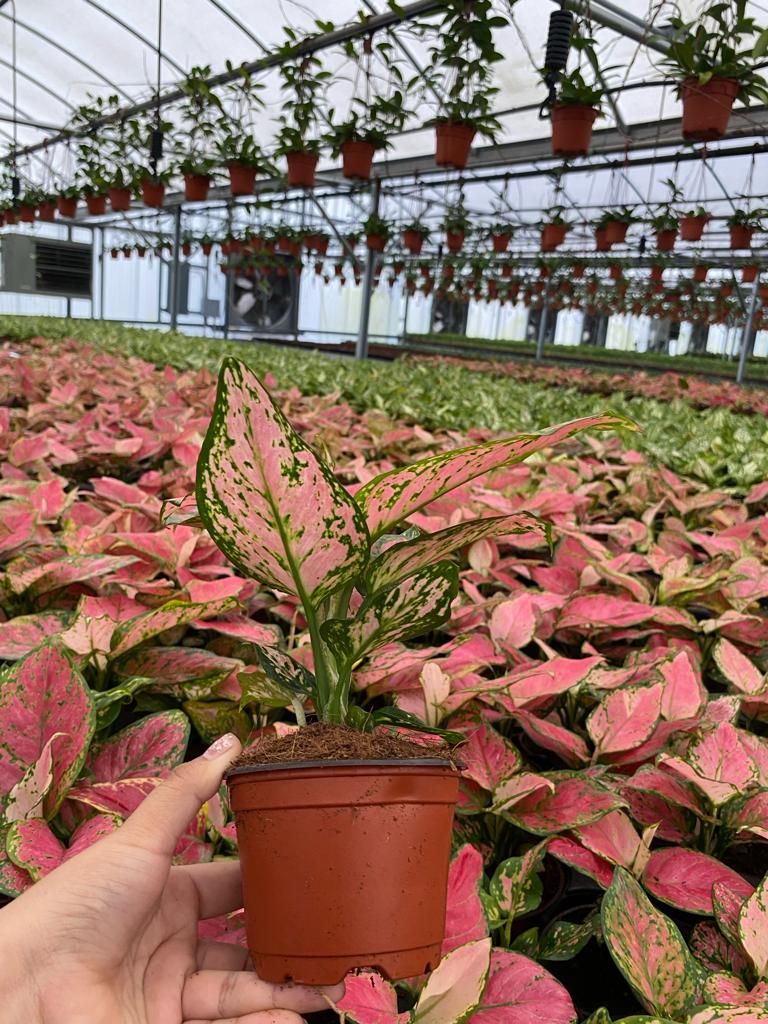 4" Aglaonema Red Valentine