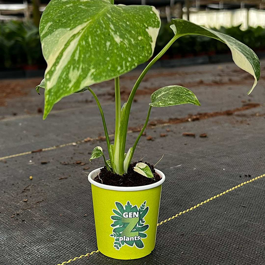 Premium Package - BEBOLD 2" Plants