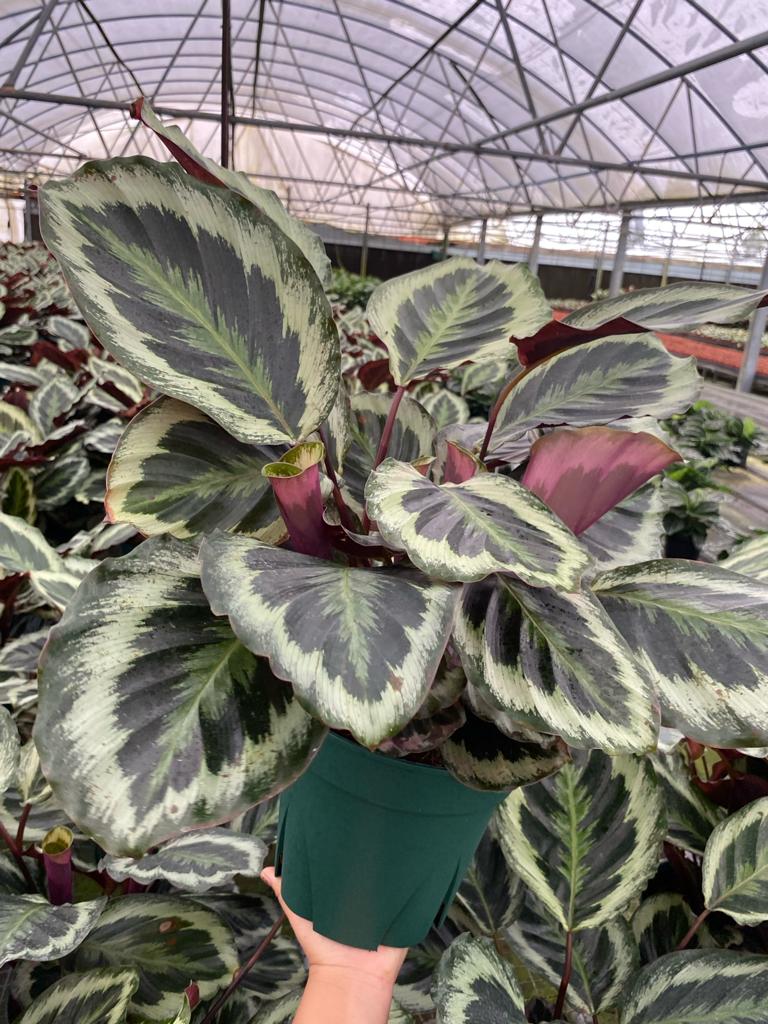 8” Calathea Shine Star – Biostok Foliage