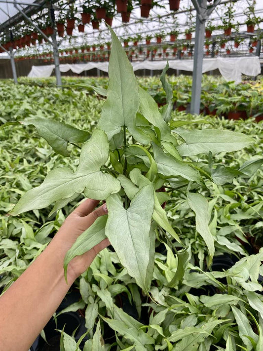 4” Syngonium Silver Fox