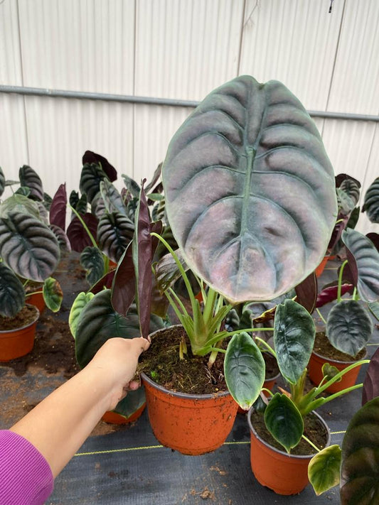 6” Alocasia Red Secret