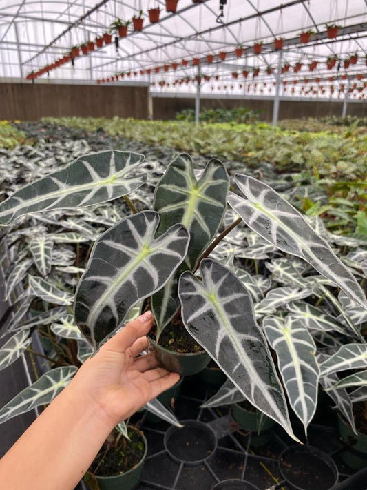 4” Alocasia Bambino