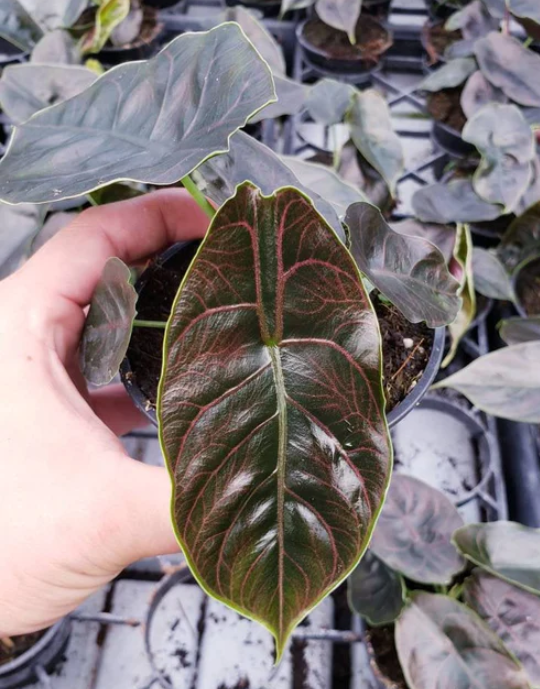 4" Alocasia Red Mambo