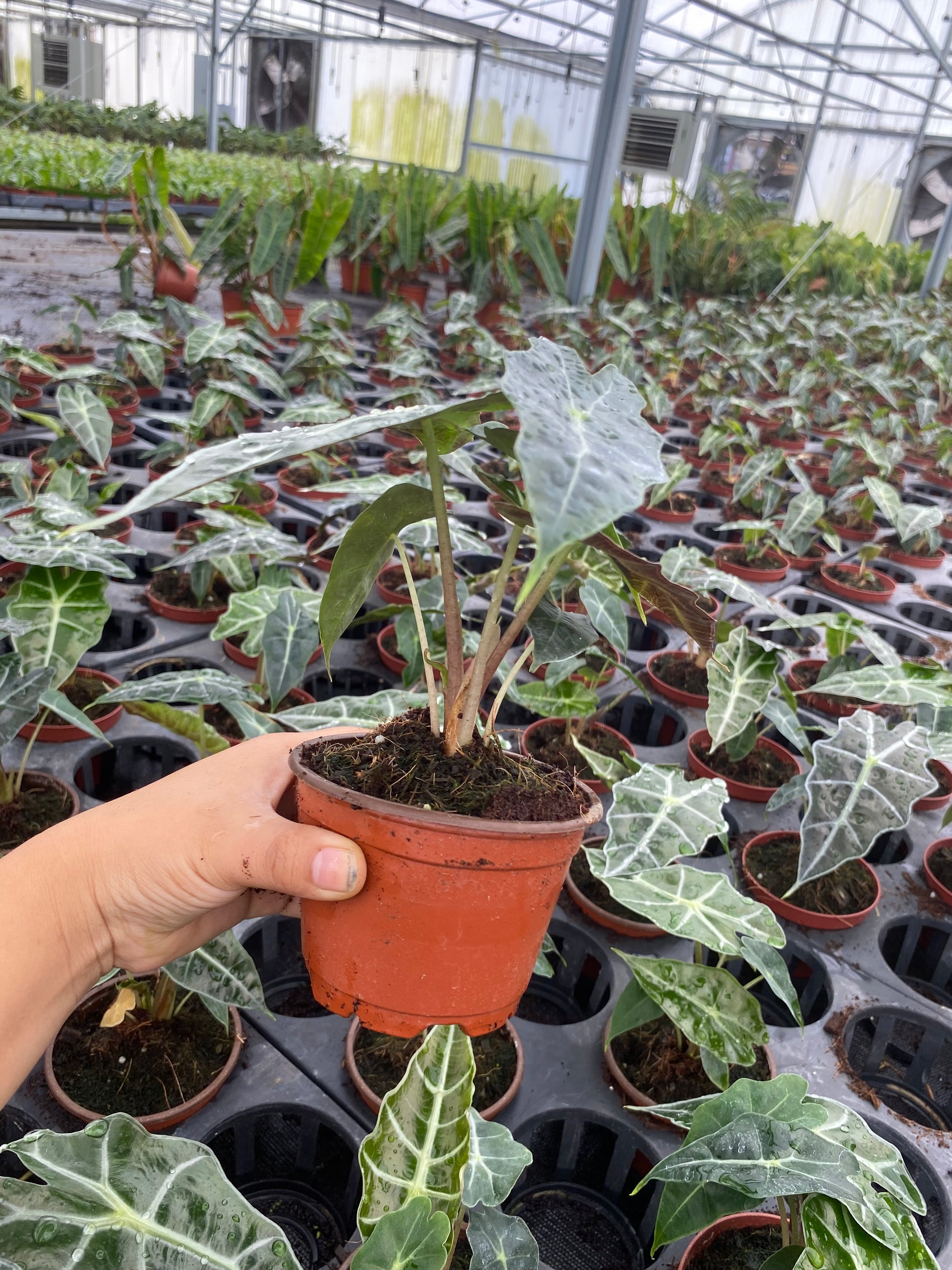 Alocasia Dwarf/Polly