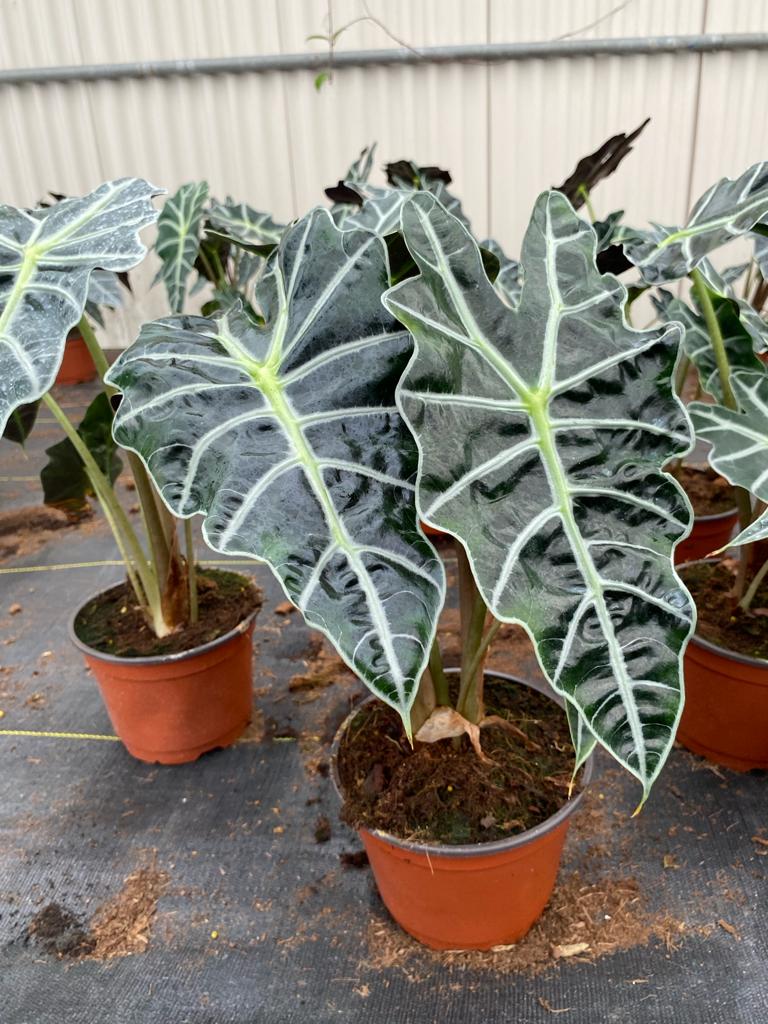 Alocasia Dwarf/ Polly
