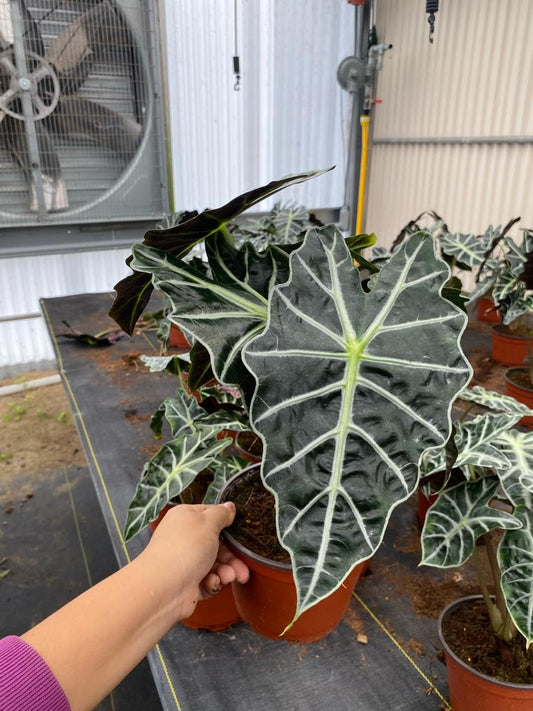 Alocasia Dwarf/ Polly 6"
