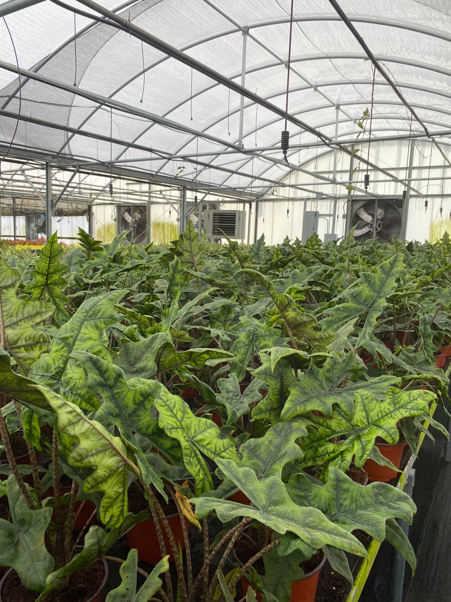 Alocasia Jacklyn