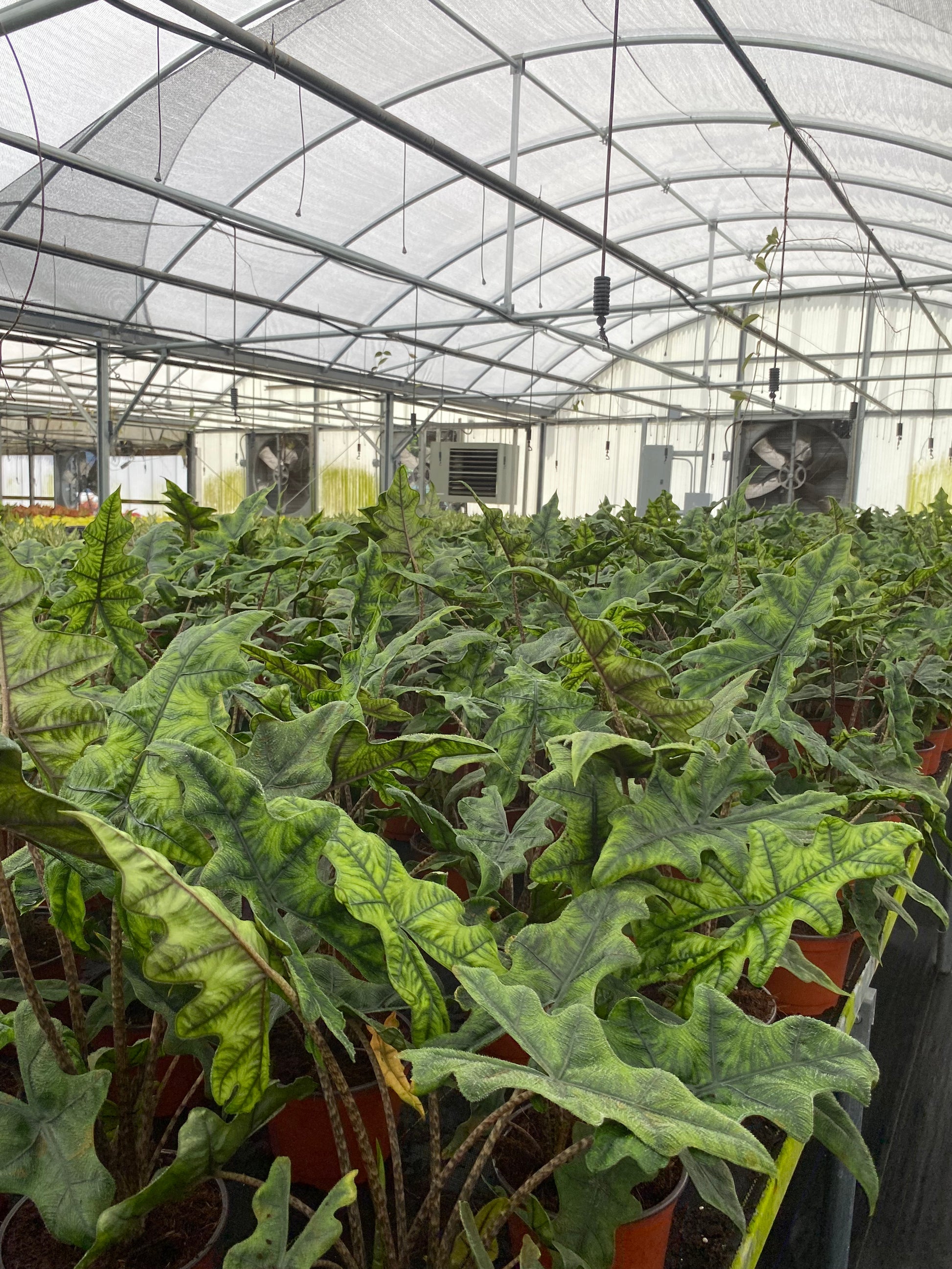 Alocasia Jacklyn