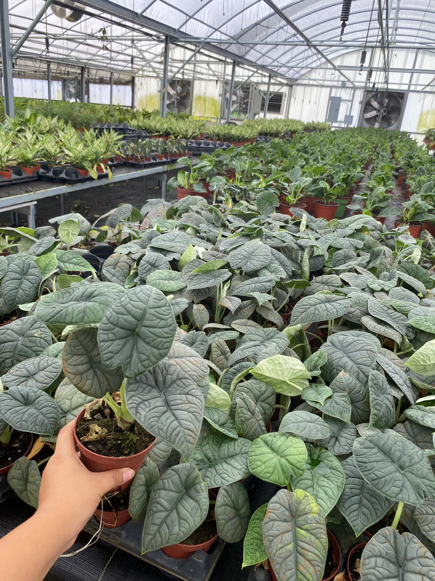 Alocasia Melo