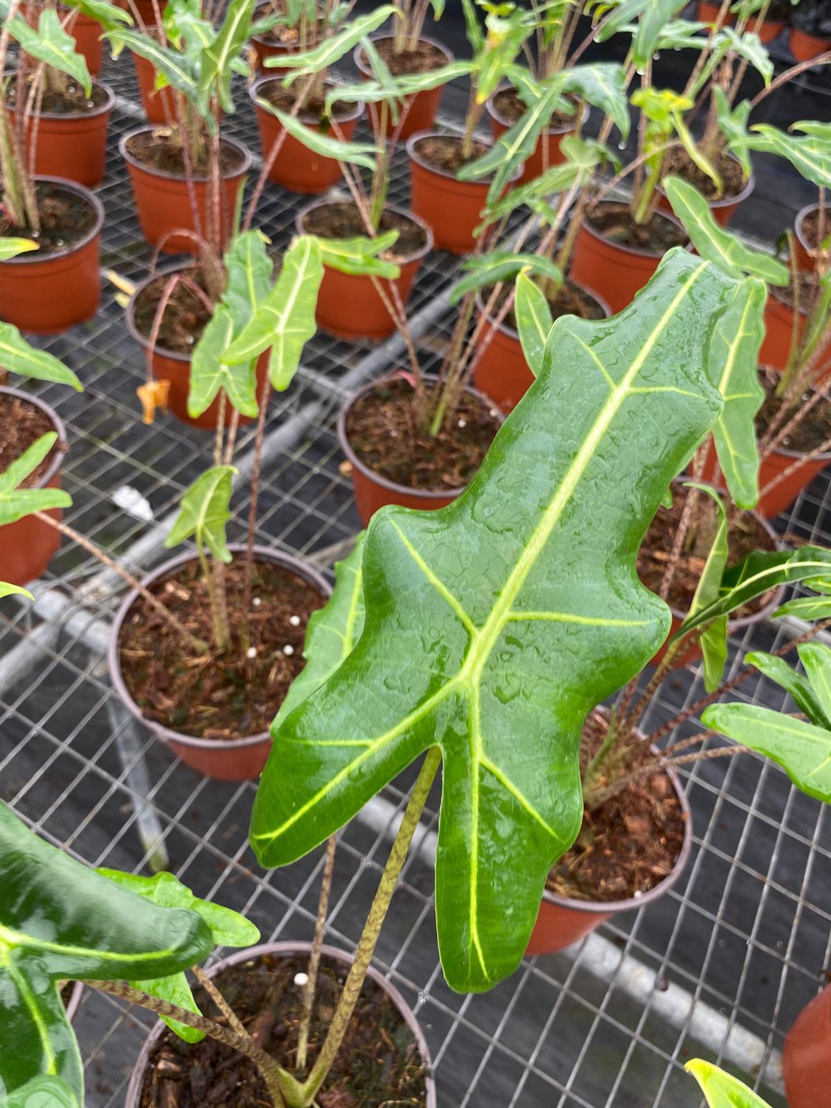 Alocasia Sarian