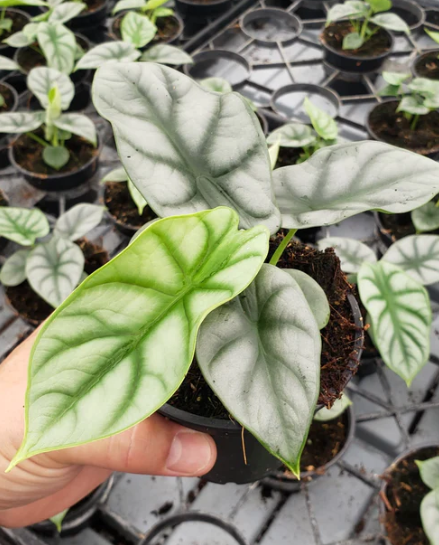 4” Alocasia Silver Dragon