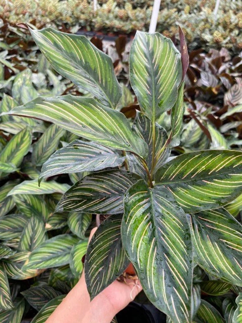 8" Calathea Beauty Star