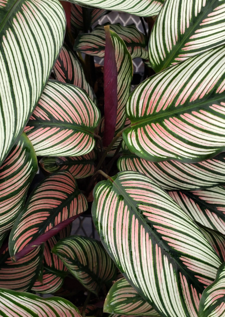 6” Calathea White Star