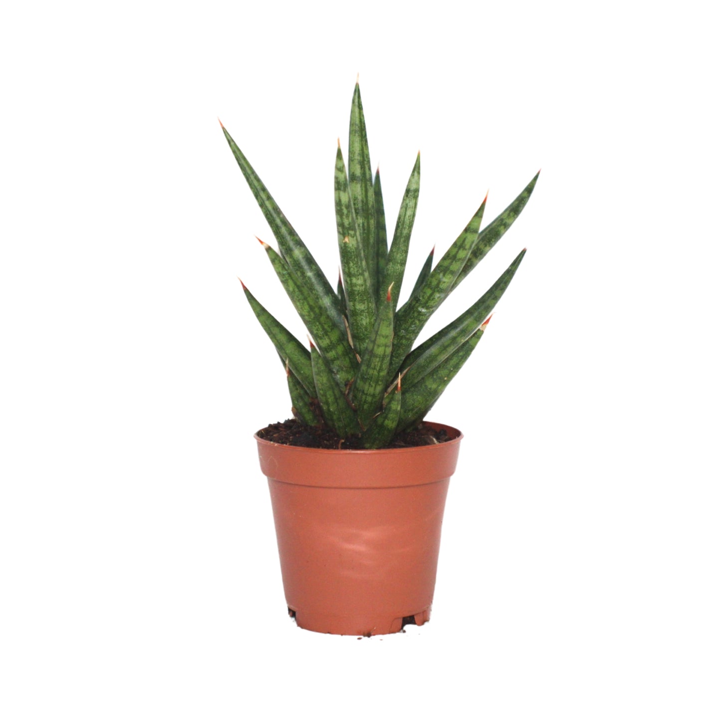 Sansevieria Francisii