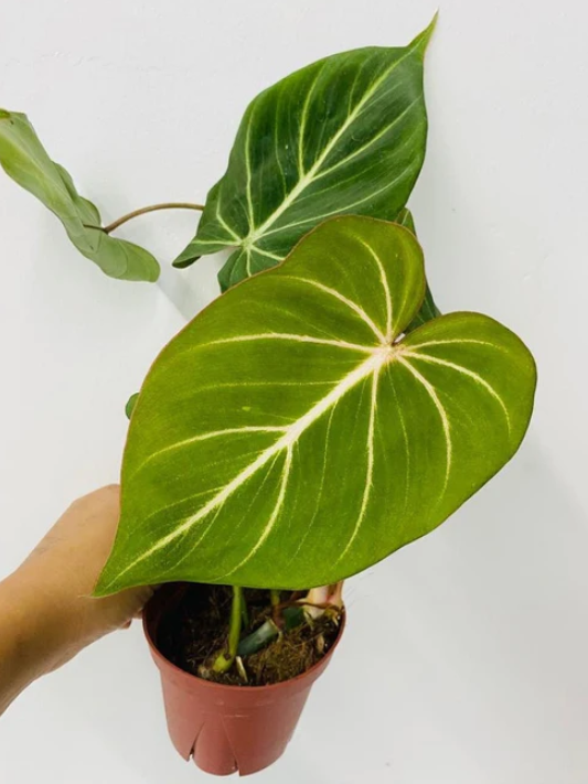 4” Philodendron Gloriosum