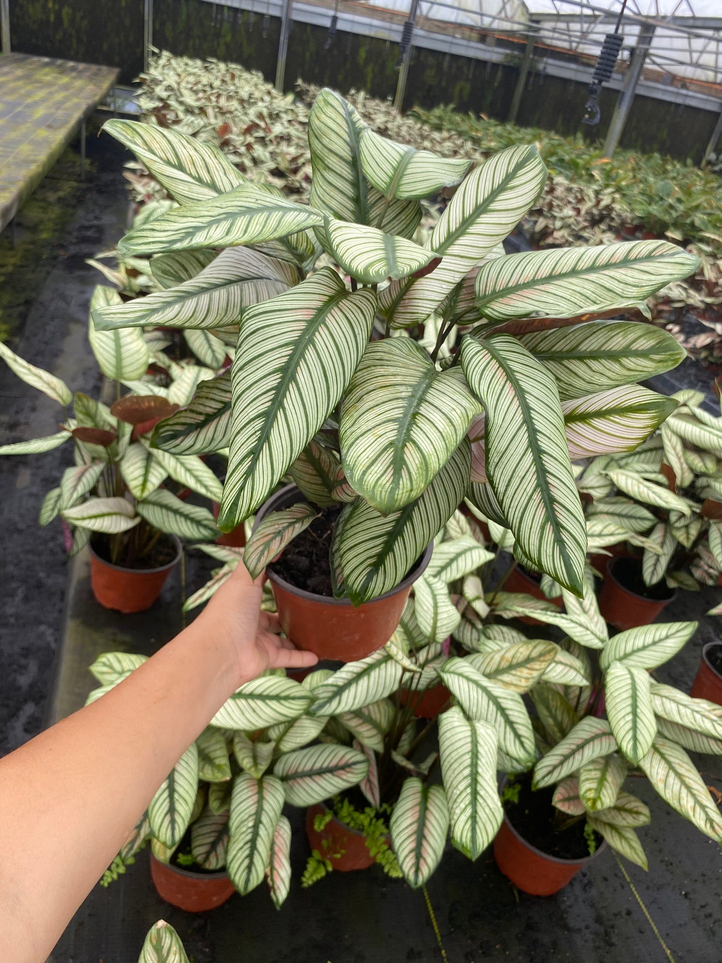 6” Calathea White Star