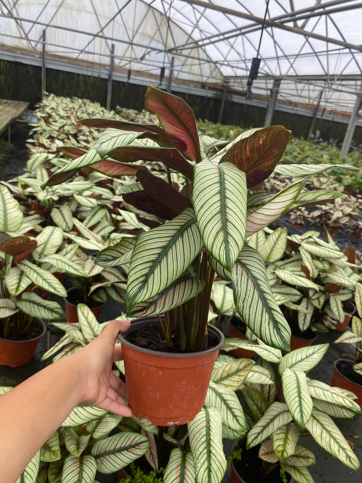6” Calathea White Star