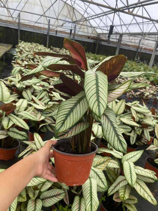 6” Calathea White Star