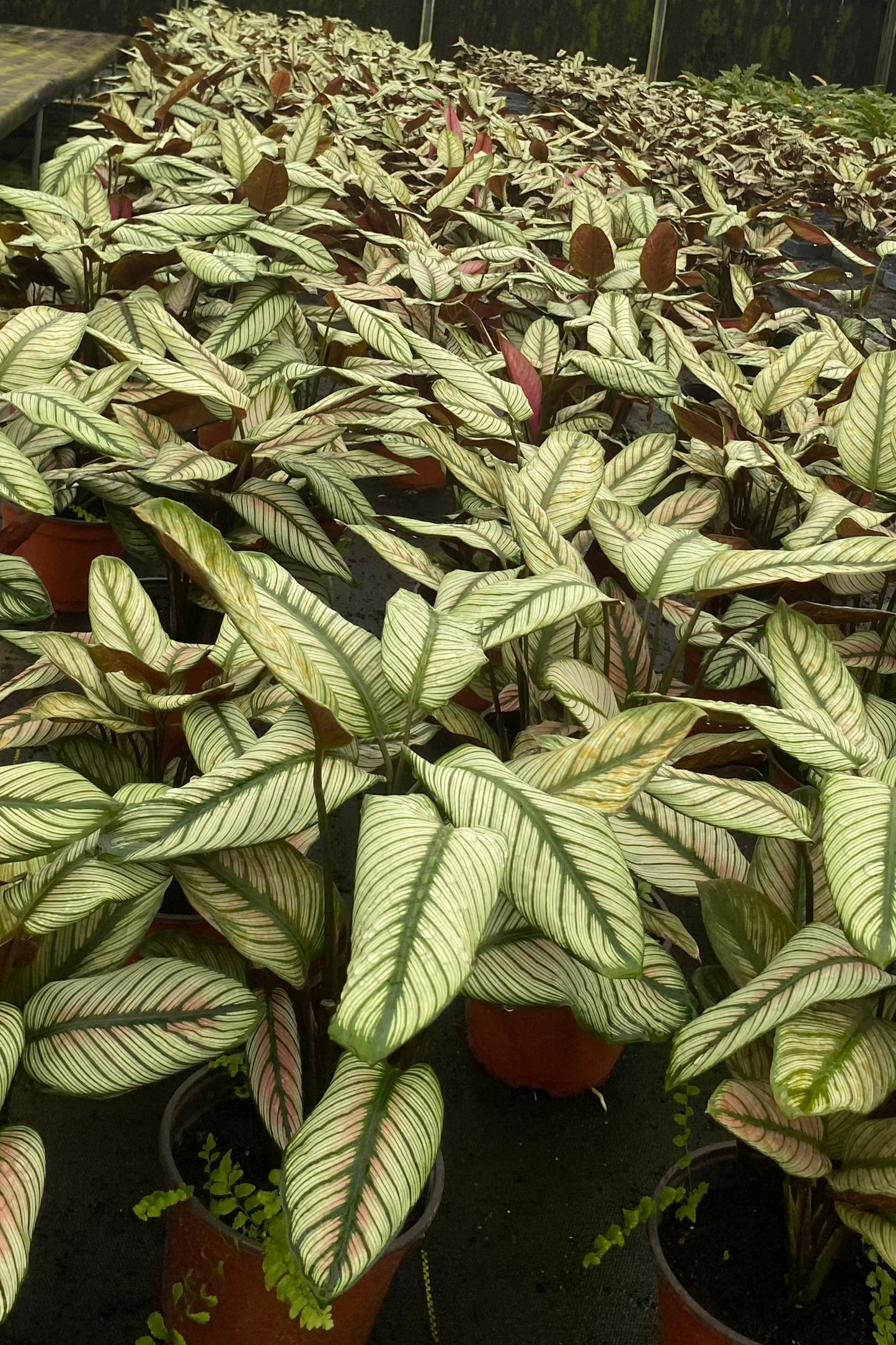 6” Calathea White Star