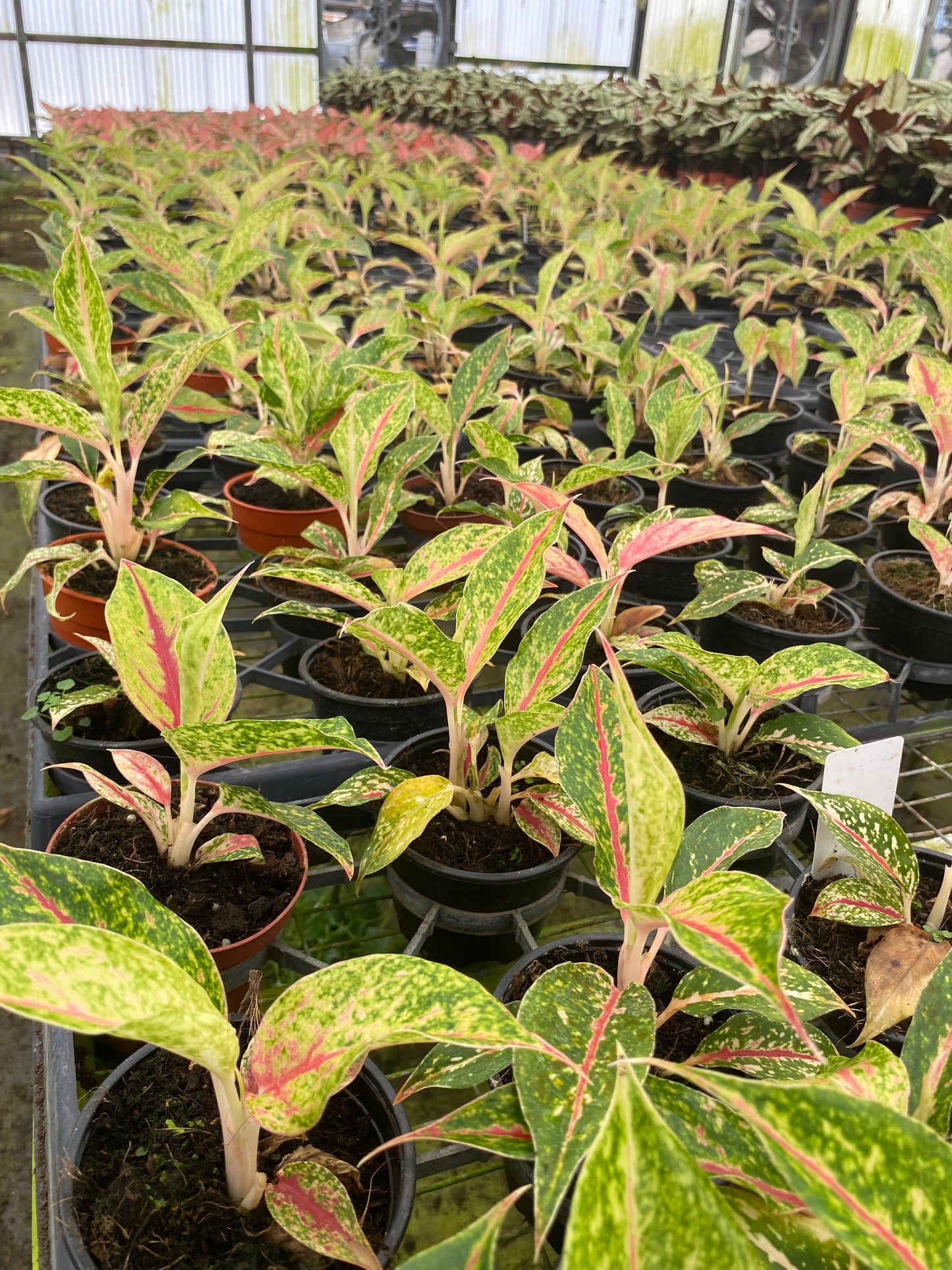 4" Aglaonema Night Sparkle