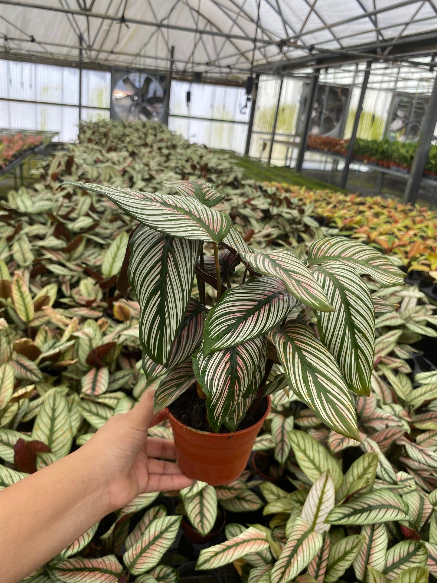 4” Calathea White Star