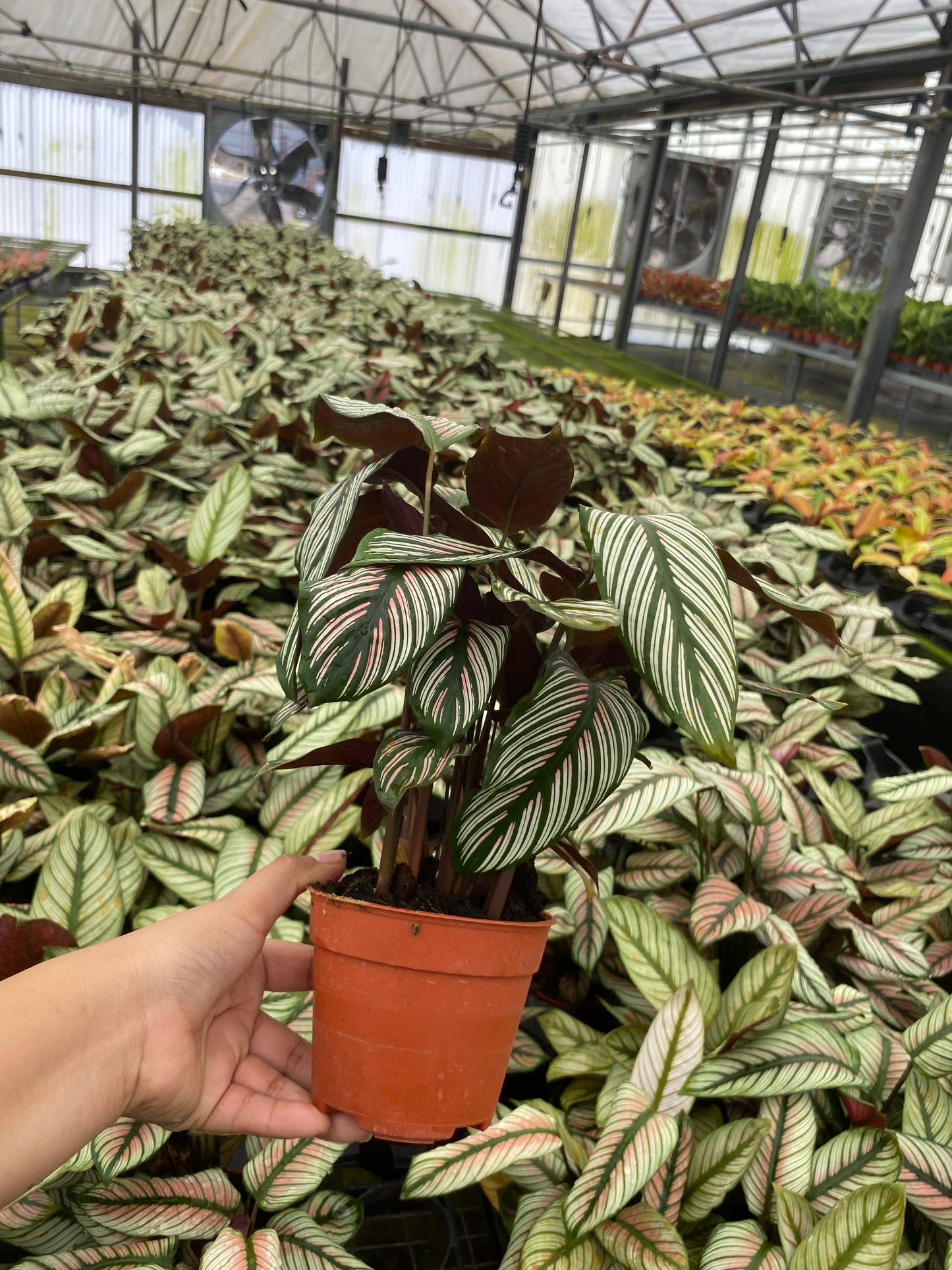 4” Calathea White Star