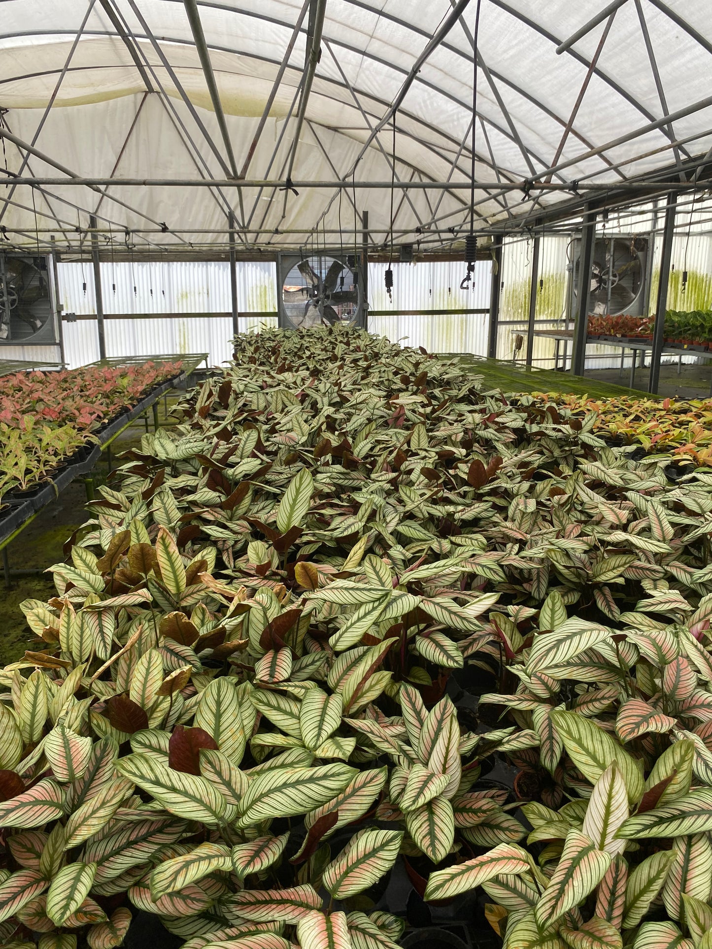 4” Calathea White Star