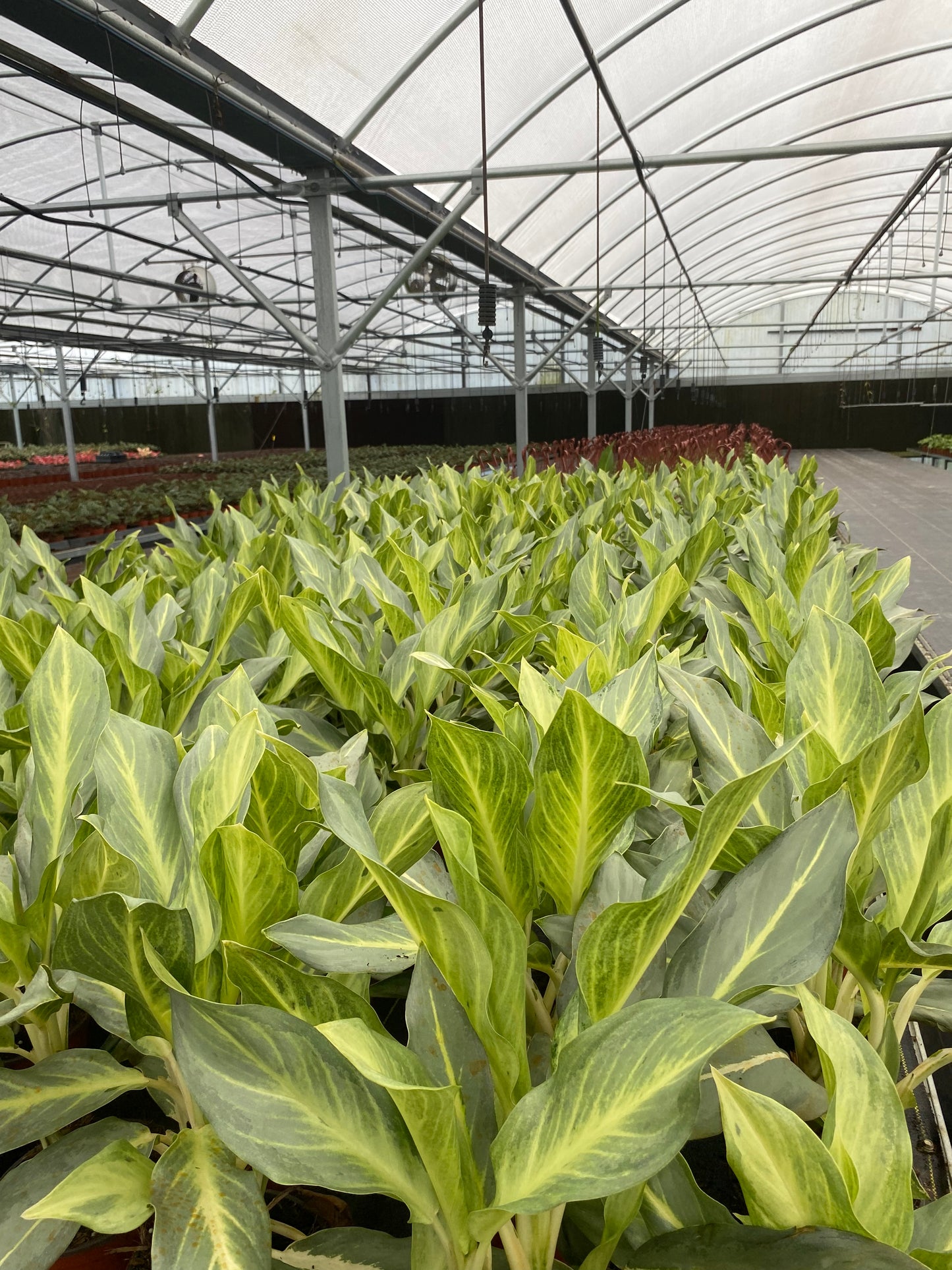 6" Aglaonema Silver Green