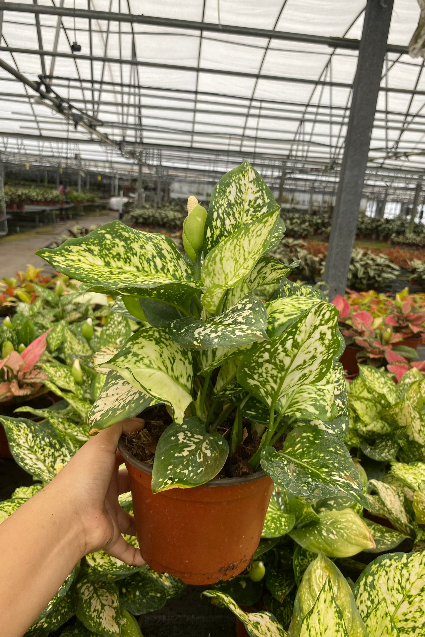 6" Aglaonema White & Green