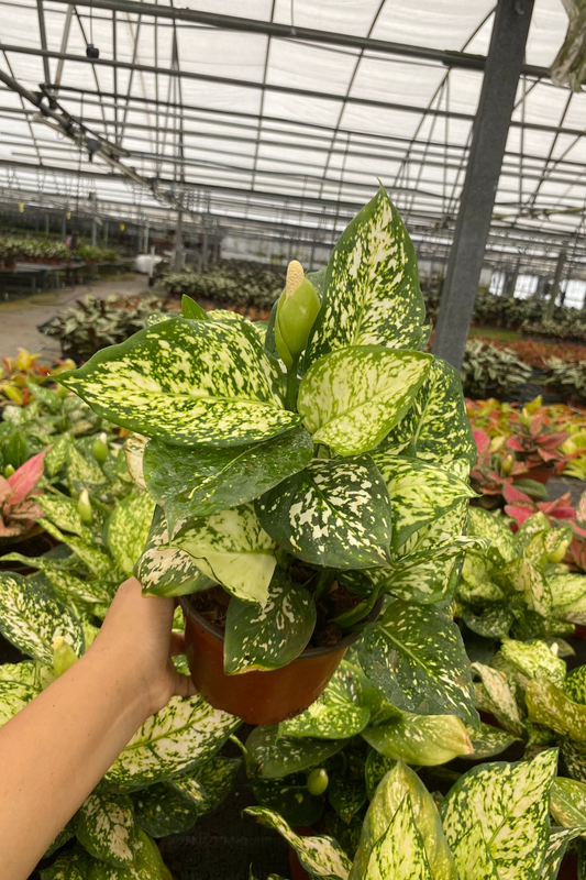 6" Aglaonema White & Green