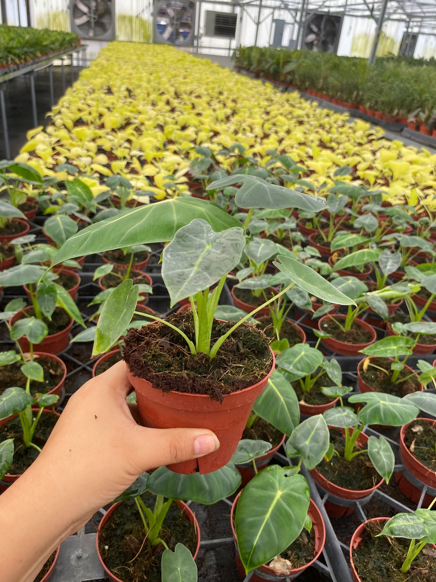 4” Alocasia Frydek