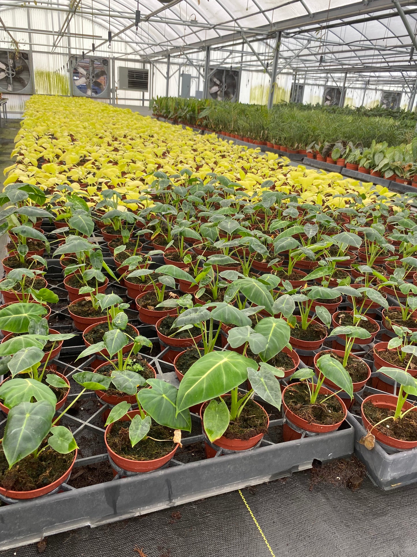 4” Alocasia Frydek