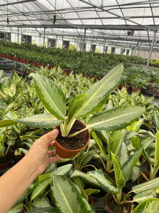 4" Aglaonema Green Bowl